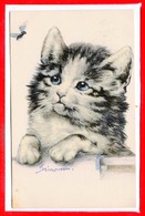 FANTAISIES - CHATS - - Katten