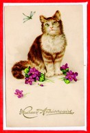 FANTAISIES - CHATS - - Katten