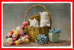 FANTAISIES - CHATS - - Katten