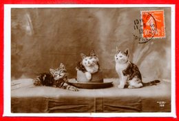 FANTAISIES - CHATS - - Katten