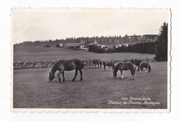 Saignelégier, Chevaux Des Franches Montagnes, 1961, éd. Perrochet N° 5633 - Saignelégier