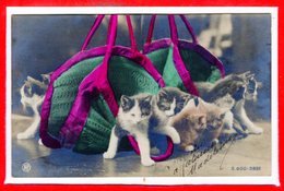 FANTAISIES - CHATS - - Katzen