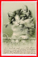 FANTAISIES - CHATS - - Katzen