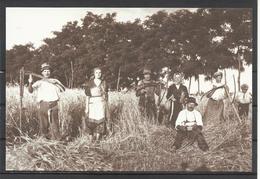 Hungary,  Belmegyer(1922),Harvest In The Corn-field, From Galberki Gyorgy Collection, Reproduction, 2005. - Ungarn