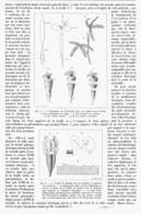 L'ELECTRICITE VEGETALE  1900 - Autres & Non Classés