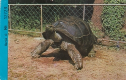 Turtle Testudo Gigantea - Zagreb Croatia City Zoo - Entrance Ticket Postcard - Turtles