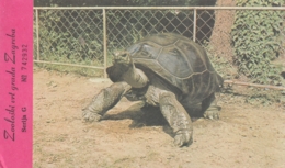 Turtle Testudo Gigantea - Zagreb Croatia City Zoo - Entrance Ticket Postcard - Schildkröten