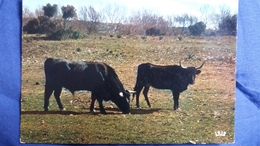 CPSM EN CAMARGUE AVEC LES GARDIANS TAUREAUX EN LIBERTE ED GANDINI IRIS - Bull