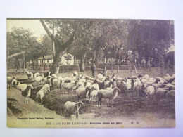 GP 2019 - 1495  AU PAYS LANDAIS  :  Moutons Dans Un PARC   XXX - Other & Unclassified