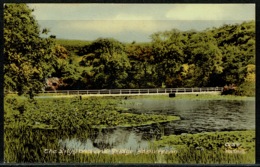 Ref 1298 - Postcard - The Lily Pond & Bridge Bosherston - Pembrokeshire Wales - Pembrokeshire