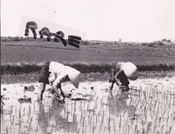 PHOTO ANCIENNE,ASIE,ASIA,INDOCHINOIS,VIET NAM,TONKIN,HANOI,ANNAMITE,METIER,RIZIERE,RIZICULTURE,RARE - Places