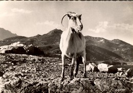 CORSE - UN MOUFLON SUR LA MONTAGNE - Andere & Zonder Classificatie