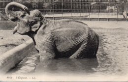 Cpa Eléphant. Année1910 - Éléphants