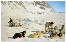 GREENLAND : ESKIMO TENDING HIS DOGS IN THE MOUNTAINS NEAR THULE AIR BASE : ADDRESS - CAMP TUTO - Groenlandia