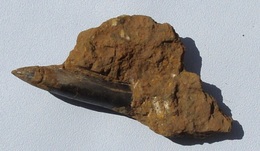 Rostre De Belemnite  (Moselle) - Fossiles