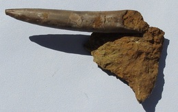 Rostre De Belemnite (Moselle) - Fossilien