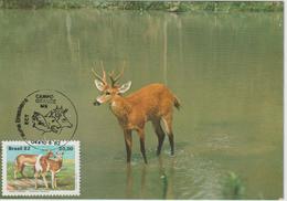 Brésil Carte Maximum 1982 Cerf 1542 - Maximumkarten