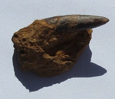 Rostre De Belemnite De Moselle - Fossiles