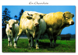 Carte Neuve EN CHAROLAIS Bourgogne Du Sud (Saône Et Loire) Veau, Vache, Taureau De Race Charolaise - M.G. Éditions - Charolles