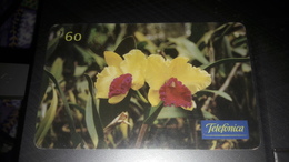 Brasile 1999 Flowers  Orquidea Cattleya Almakee  10/99 - Brasilien