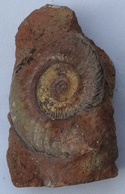 Ammonite Sur Gangue - Fossilien