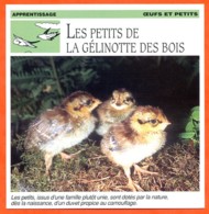 LES PETITS DE LA GELINOTTE DES BOIS Oiseau Oeufs Et Petits Apprentissage Fiche Illustree Documentée - Animali
