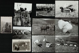 1943-1979 (Házi)állatokról Készült Fotók, Tehenek, Kacsák, Libák, Stb., 10 Db Fotó, 8,5×6 és 12×9 Cm Közötti Méretekbn - Altri & Non Classificati