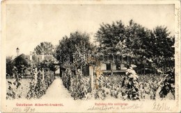 T2/T3 1906 Albertirsa, Radványi-féle Szőlőtelep (EK) - Ohne Zuordnung