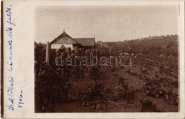 T2/T3 1906 Nagyvárad, Oradea; Bartsch Család Szőlőbeli Ház / Vineyard Villa. Photo - Unclassified