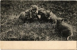 ** T1 Fox Cubs - Non Classés