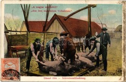 T2 1911 Disznóölés. A Magyar Népéletből /  Schweineschlachtung. Aus Dem Ungarischen Volksleben / Hungarian Folklore, Pig - Sin Clasificación