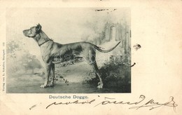 T2 1899 Deutsche Dogge / Great Dane - Zonder Classificatie