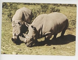 Rhinocéros - Rhinocéros Blancs (cp Vierge N°3) Château DeThoiry - Rhinoceros