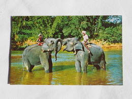 Sri Lanka Ceylon Elephants At Play    A 195 - Sri Lanka (Ceilán)