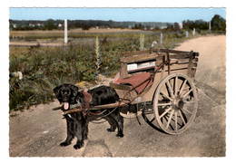 45 LOIRET - OUZOUER SUR LOIRE Attelage De Chien - Ouzouer Sur Loire