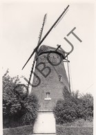 OUTRIJVE / AVELGEM  Molen / Moulin - Originele Foto Jaren '70 A.Carre (Q42) - Avelgem