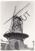 HULSTE / HARELBEKE  Molen / Moulin - Originele Foto Jaren '70 A.Carre - Muizelmolen (Q124) - Harelbeke