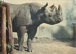 Rhinoceros ..used - Rhinoceros