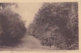 GUINES - La Forêt - Une Allée Au Bois Du Ballon - Guines