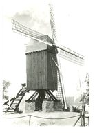 D083 - Assenede Van Holle's Molen - Moulin - Mill - Mühle - Assenede