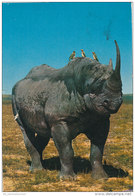 Tiere / Animals: Nashorn (D-A168) - Rhinoceros