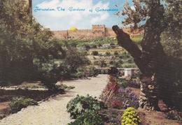 ISRAEL ,JERUSALEM,yéroushalaim,vieille Pierre,JARDIN - Israele