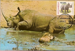 Mozambique & Maxi Card,  Fauna, Rinoceronte,  Rhinocerontidae, Ceratotherium Simum,  Maputo 1976 (3755) - Rhinocéros