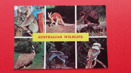 AUSTRALIAN WILDLIFE:KOALA,RED KANGAROO,WOMBAT,EMU,LYREBIRD,KOOKABURRA - Outback