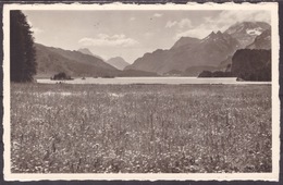 Meerkämper : Sils Im Engadin - Sils Im Engadin/Segl