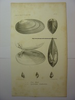 ANCIENNE GRAVURE COQUILLAGES 1855 - UNIO HUETI CYCLOSTOMA GAILLARDOLII - LEVASSEUR DEL LITH BECQUET FRERES - SHELL PRINT - Non Classés