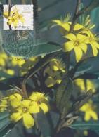 Delcampe - Australia 2007 Flowers,Phebalium Whiteil, Maximum Card - Maximumkarten (MC)