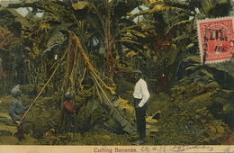 Cutting Bananas . P. Used To Grand Domaine Menetou Couture Cher 1913  . Gondolée - Costa Rica