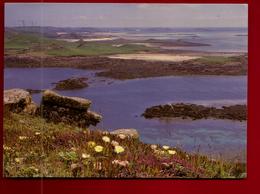 CP Angleterre Isles Of Scilly Hottentot Fig In Flower On The Top Of St Helens - Photo Ed ? F.E. Gibson St Mary's - Scilly Isles