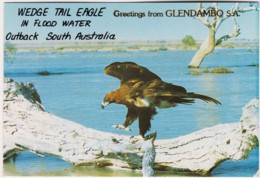 Wedge-Tailed Eagle In Flood Water, Outback South Australia - Unused - Other & Unclassified